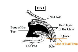 Nail Trimming – Dr. Jeff Vidt