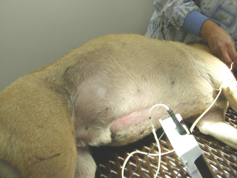 what can you do for a dog with a bloated stomach